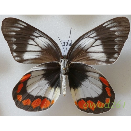 Delias mitisi mitisi Staudinger, 1894 Indonesia, Taliabu37a